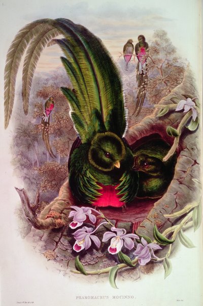 Pharomachrus Mocinno, Engraved by T. Walter by John Gould